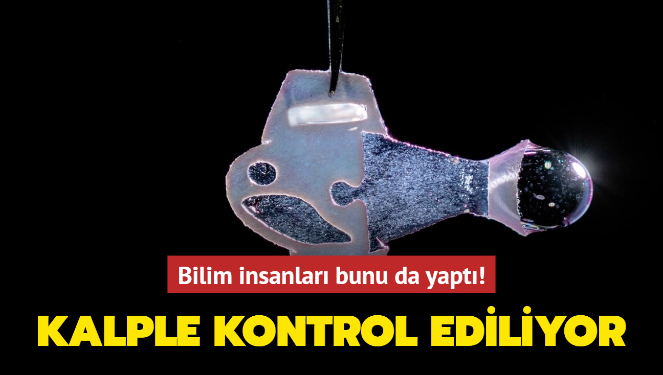 Bilim insanlar bunu da yapt! Kalple kontrol edilebilen balk gelitirildi