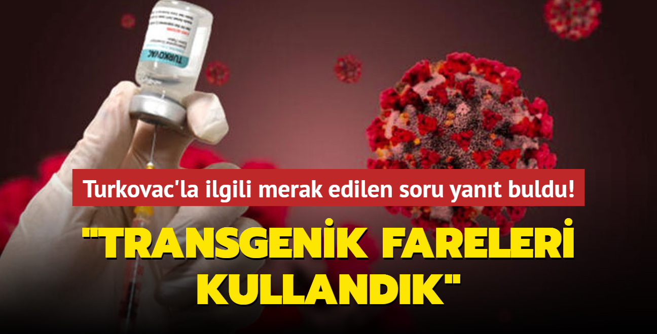 Turkovac'la ilgili merak edilen soru yant buldu! "Transgenik fareler ve gelincikleri kullandk"