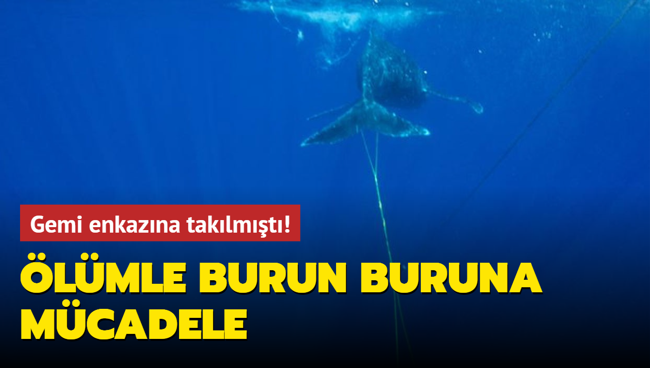 Gemi enkazna taklmt! lmle burun buruna mcadele