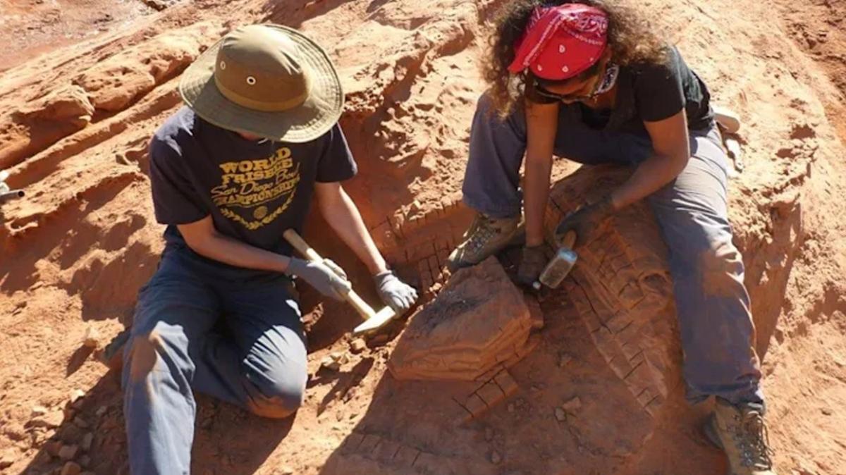 Arkeologlar yeni bir dinozor tr kefetti