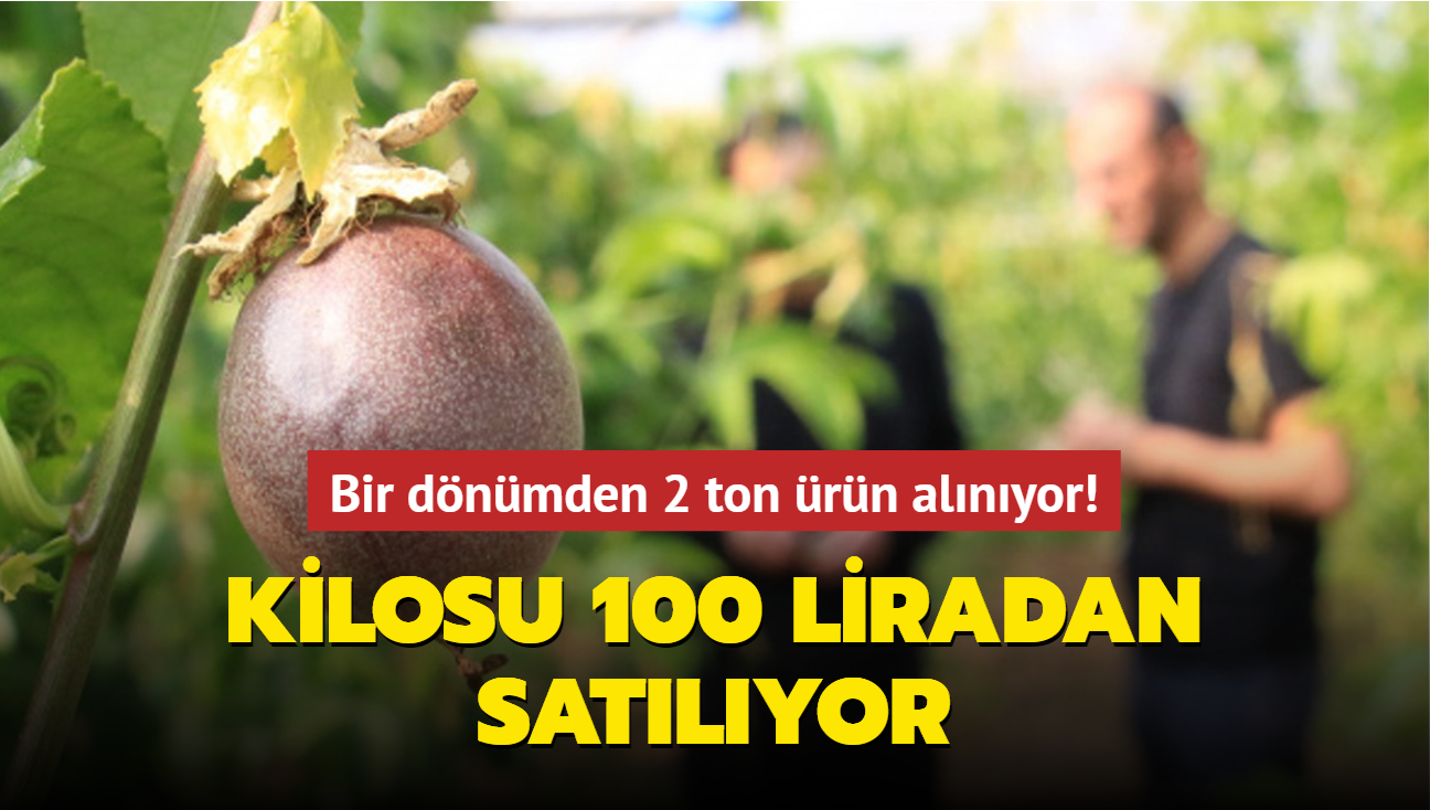 Bir dnmden 2 ton rn alnyor! Kilosu 100 liradan satlyor