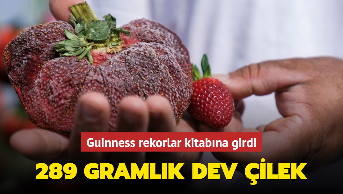 289 gramlk dev ilek... Guinness rekorlar kitabna girdi