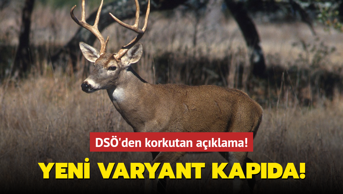 DS, Kovid-19'un hayvanlarda yaygnlamasndan endieli! Yeni varyant kapda!