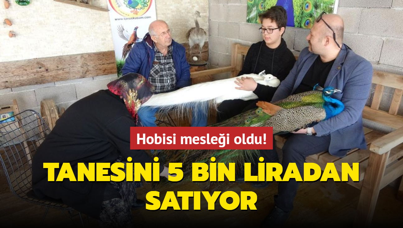 Hobisi meslei oldu! Tanesini 5 bin liradan satyor