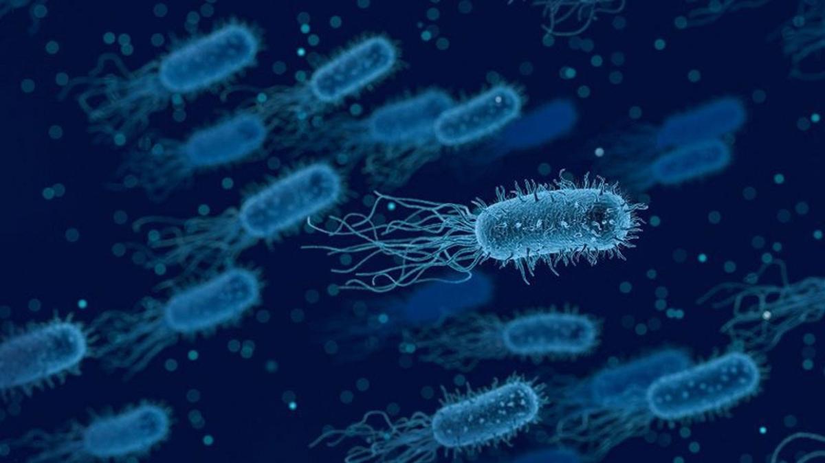 Patojen bakteri hastalığı nedir?