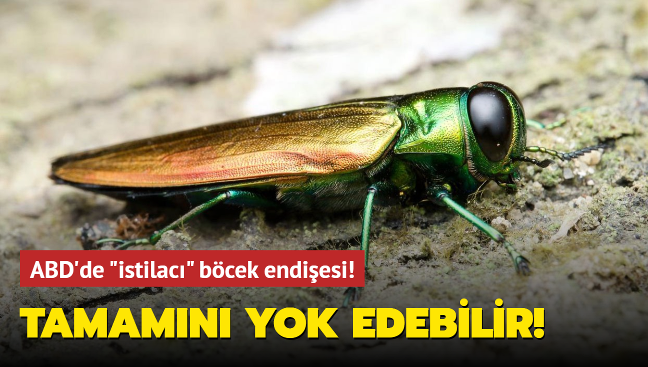 ABD'de "istilac" bcek endiesi! Tamamn yok edebilir!