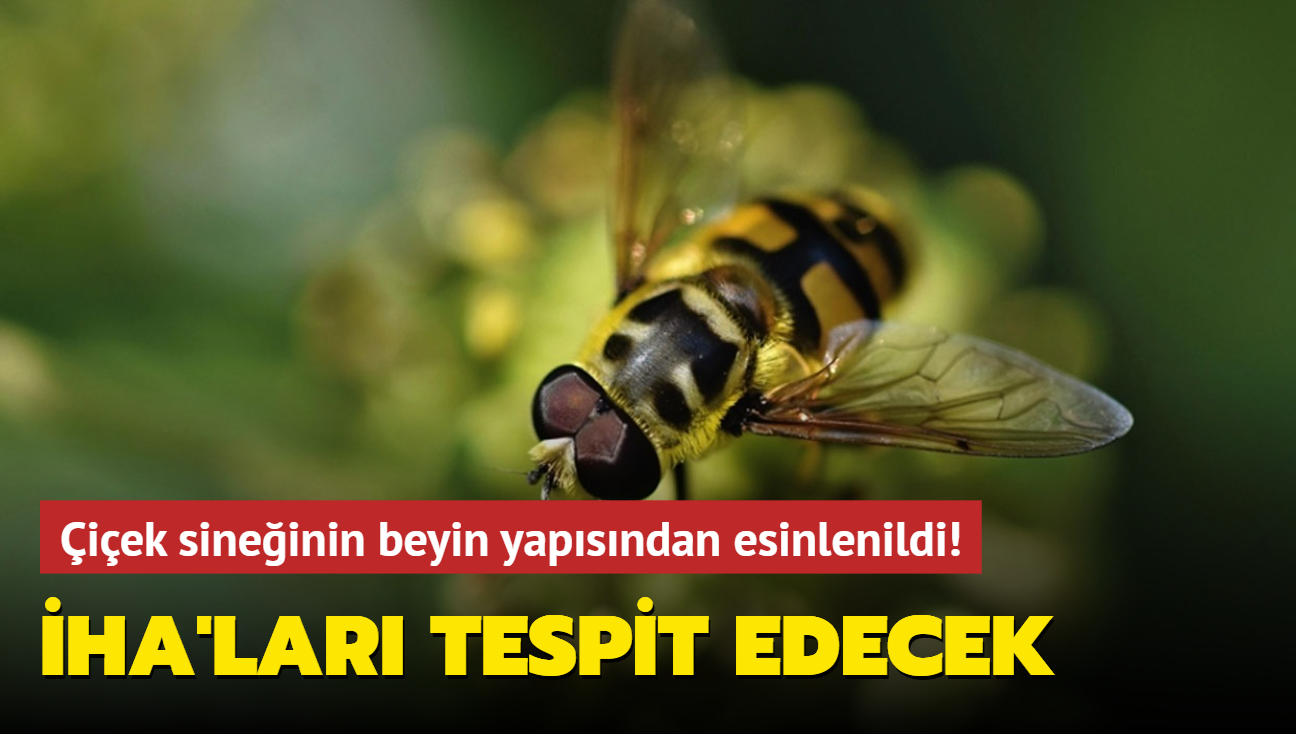 iek sineinin beyin yapsndan esinlenildi! HA'lar tespit edecek