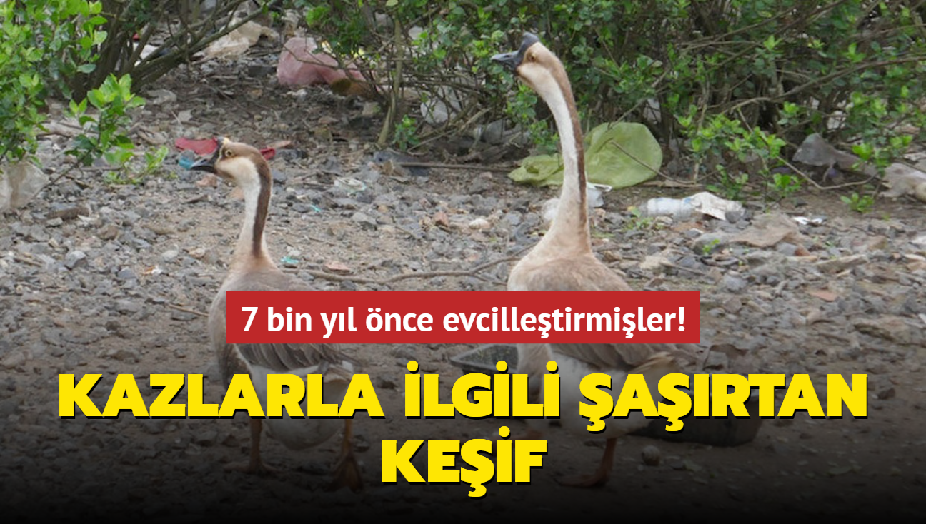 7 bin yl nce evcilletirmiler! Kazlarla ilgili artan keif