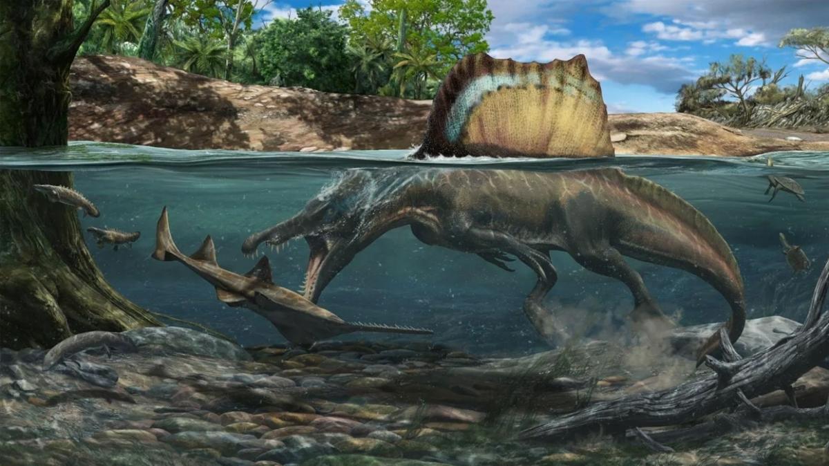 'Spinosaurus' dinozoru ile ilgili yeni aratrma: Su alnda avlanm olabilir