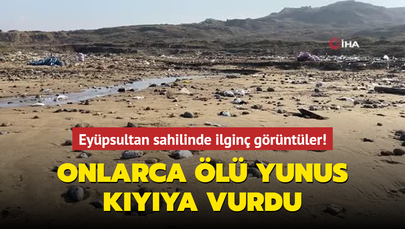 Eypsultan sahilinde ilgin grntler! Onlarca l yunus kyda l bulundu