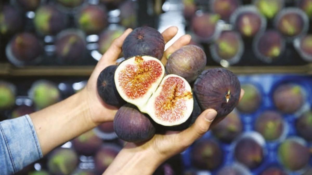 Siyah incir, UR-GE projesiyle dünya pazarına açılıyor