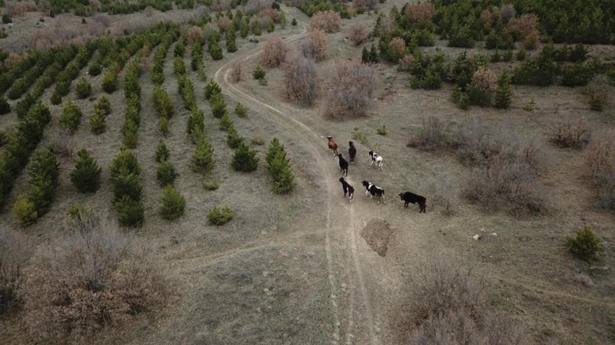 Eskehir'de kaybolan hayvanlar drone ile bulundu