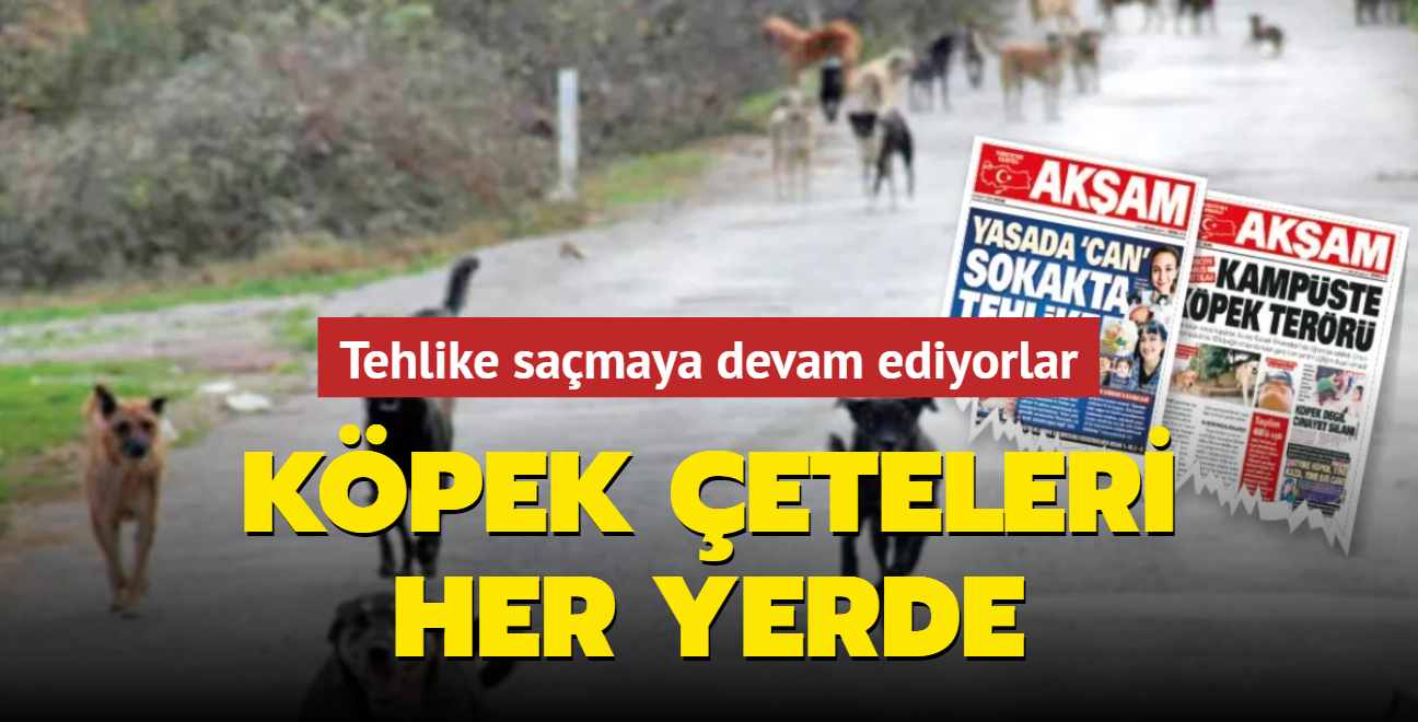 Kpek eteleri her yerde