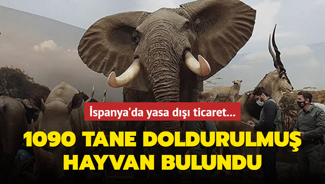 spanya'da yasa d ticaret... 1090 tane doldurulmu hayvan bulundu