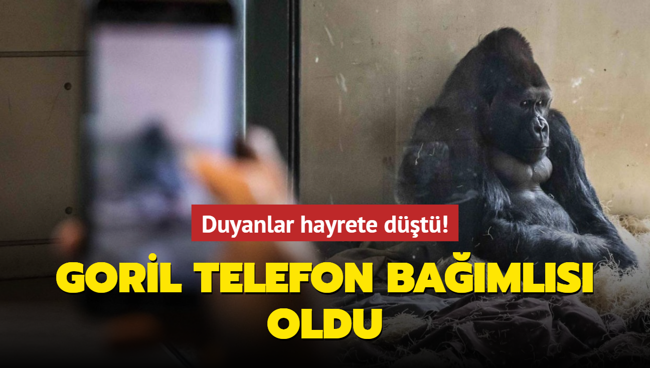 Duyanlar hayrete dt! Goril telefon bamls oldu