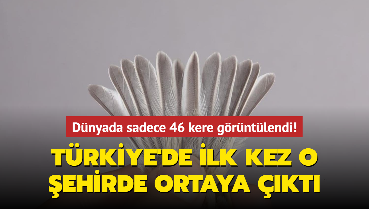 Trkiye'de ilk kez grlen ku: Karabal ulha