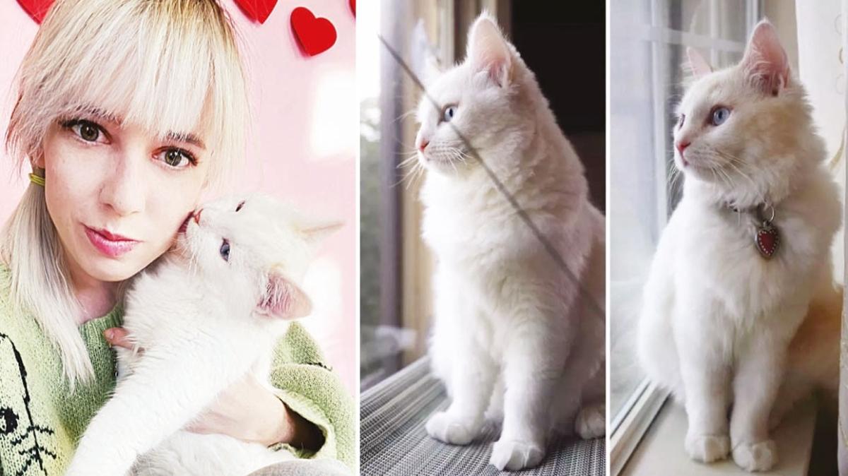 Dolly ile başlayan macera yaygınlaşıyor! 366 bin TL'ye kedisini klonlattı