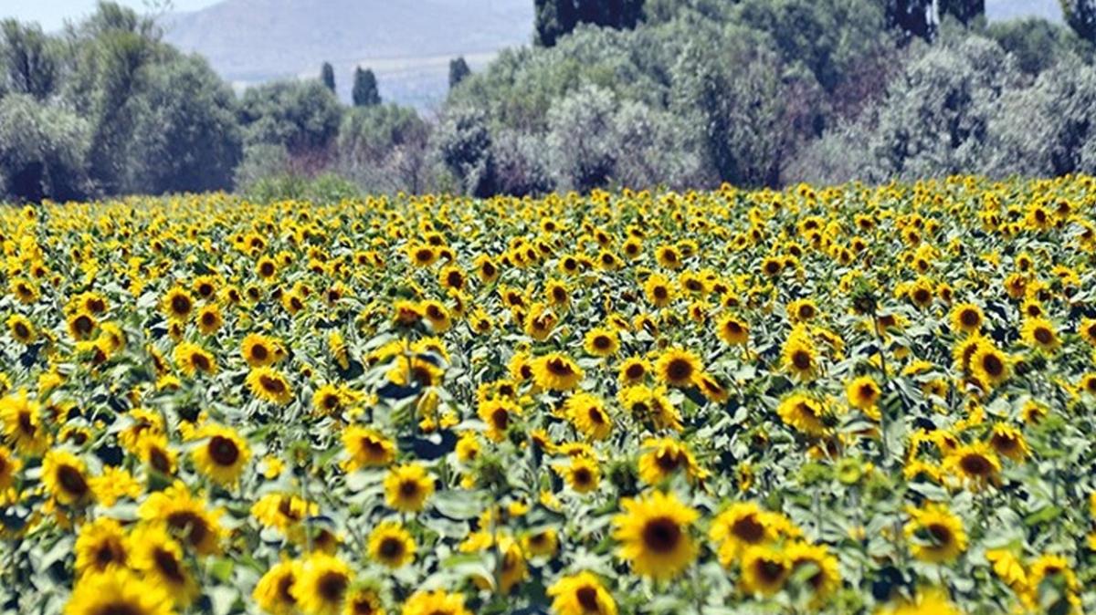 Karabk'te iftilere destek! 3 bin dekar alana yalk ayiei ekilecek