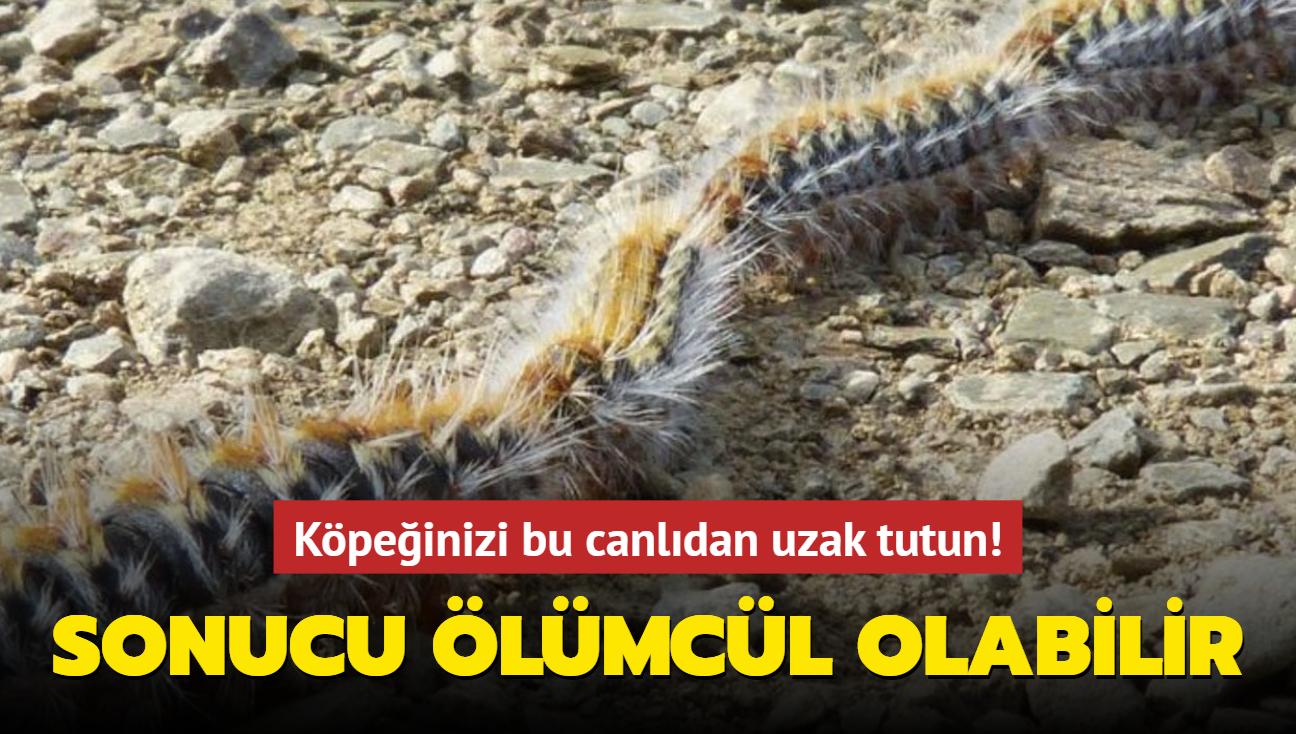 Kpeinizi bu canldan uzak tutun! Sonucu lmcl olabilir