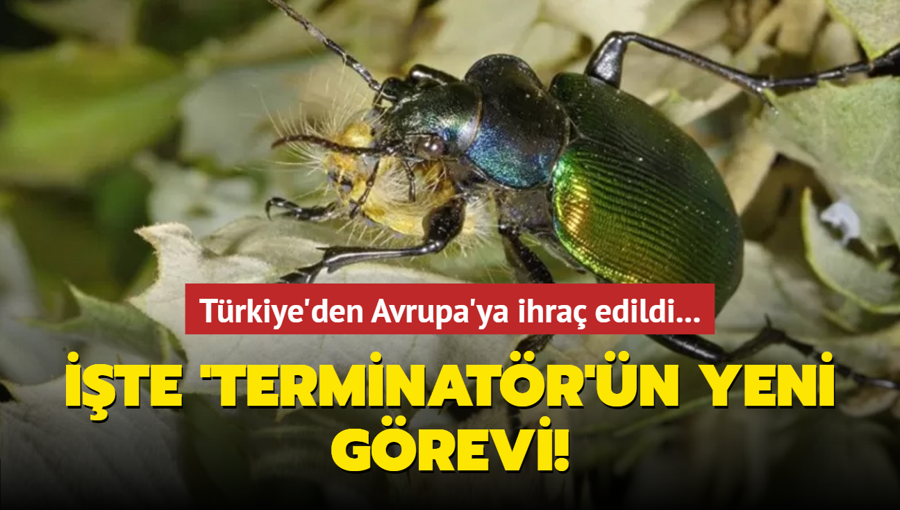 Trkiye'den Avrupa'ya ihra edildi... te 'Terminatr'n yeni grevi!