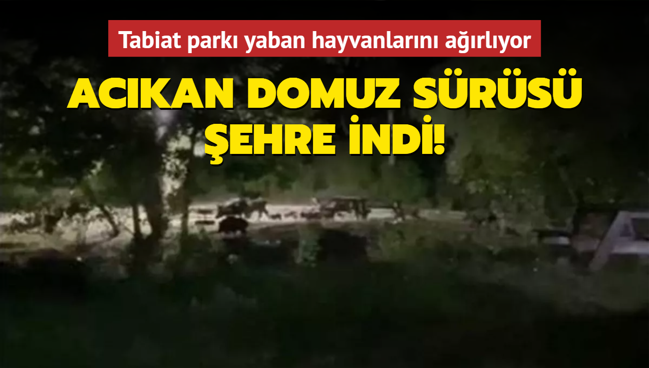 Tabiat park yaban hayvanlarn arlyor! Ackan domuz srs ehre indi!