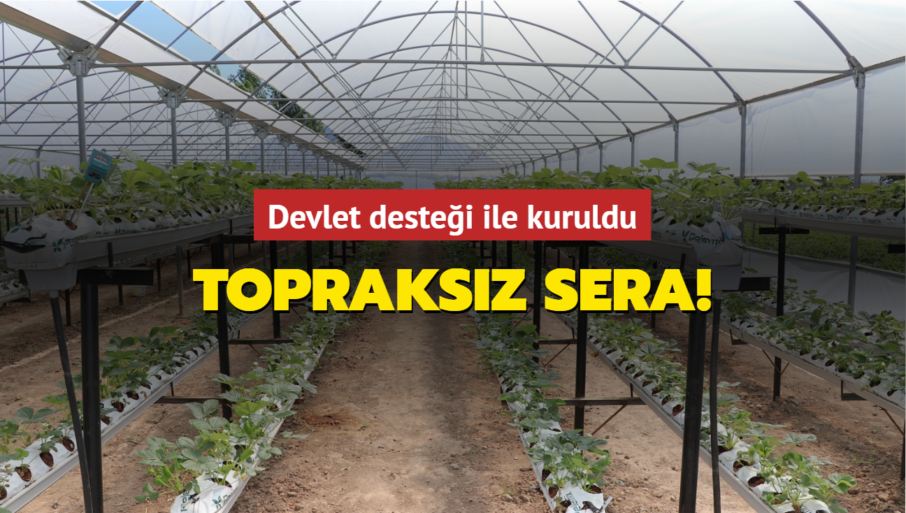 Topraksz sera! Hasada balayacak