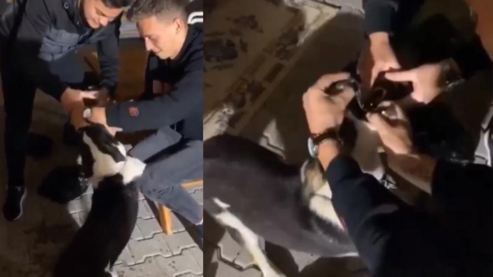 Bursa'da köpeğe kan donduran işkence! Alkol içirdiler