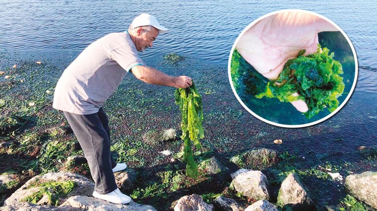 Marul tarlasna dnd! zmir Krfezi kirlilikten geilmiyor