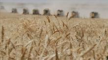 Tarım ve Orman Bakanlığı iddiaları yalanladı: ''Hastalıklı buğdayın yurda girişine izin verilmedi''