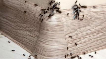 Karınca ve böcekleri uzaklaştırıyor! Kesin çözüm: Evde mutlaka deneyin