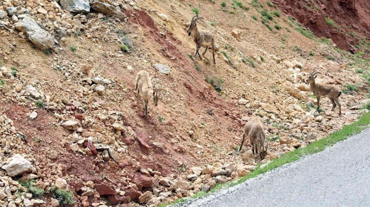 Yaban keileri tuz iin yola indi