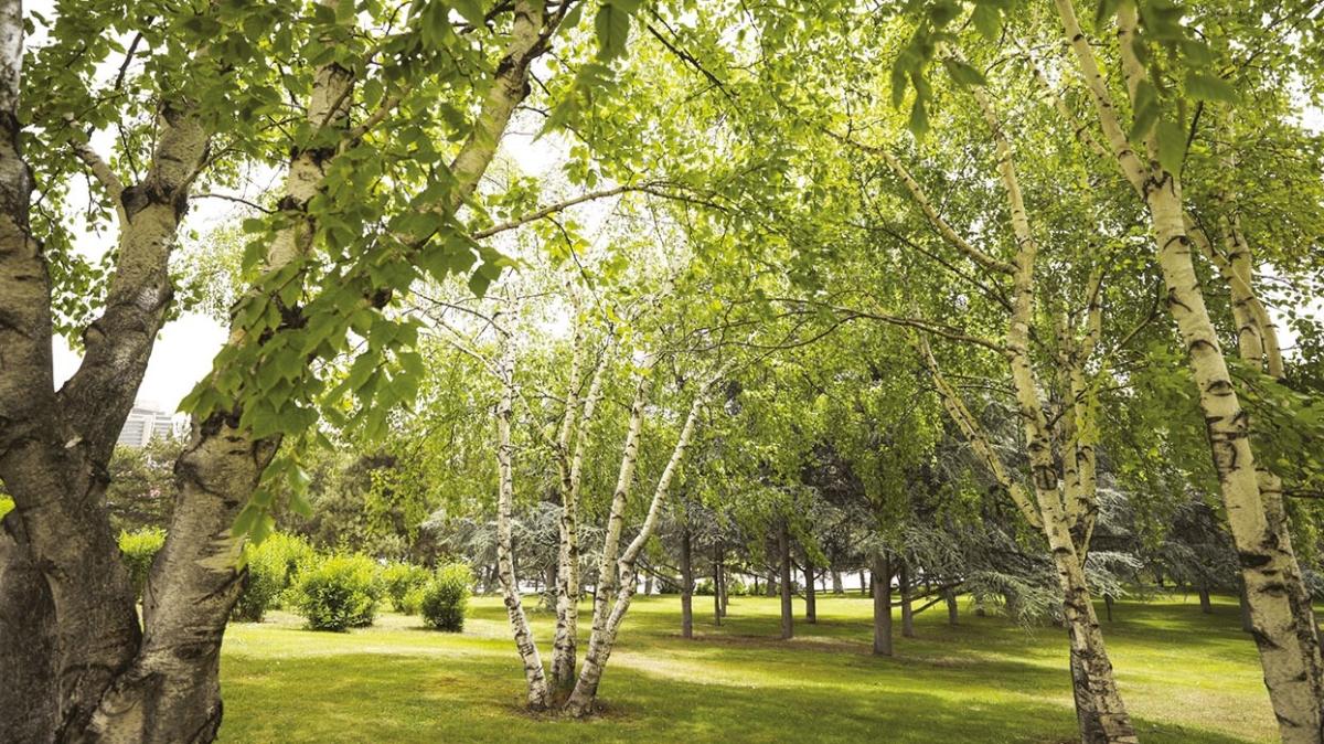 Meclis bahesi botanik park' gibi yemyeil