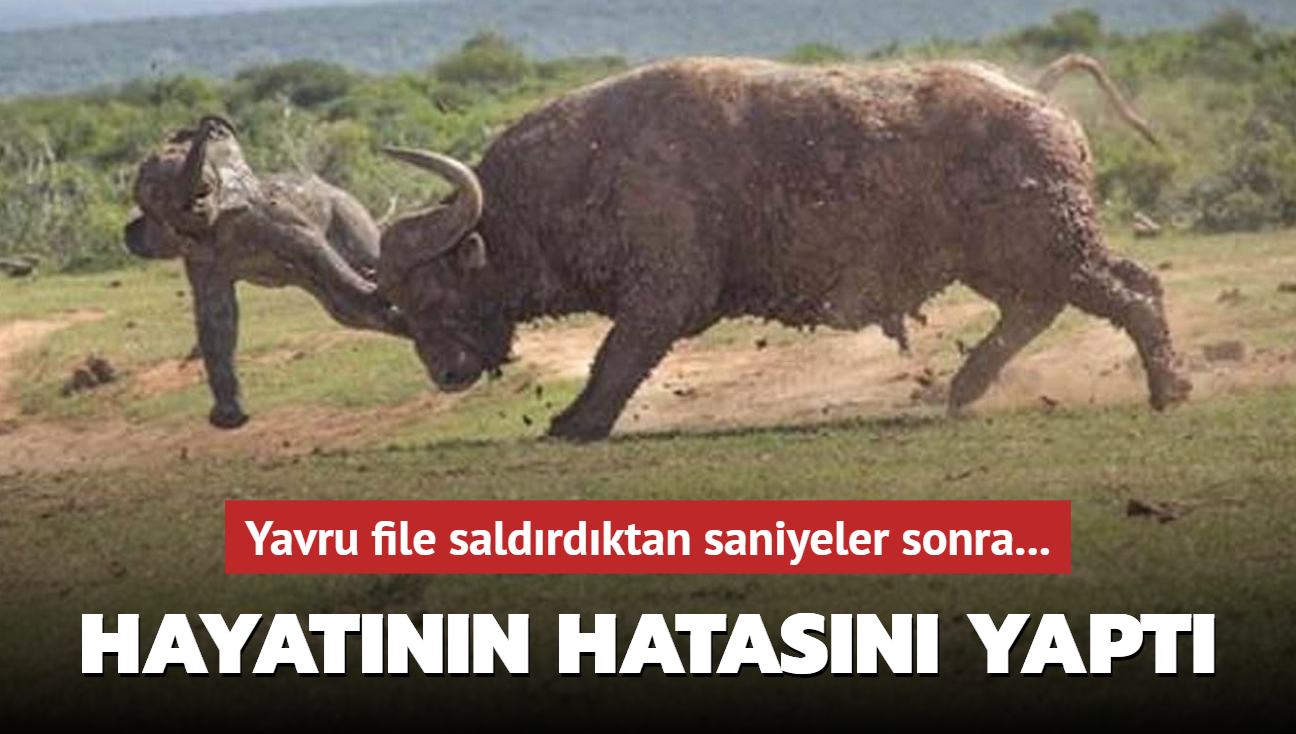 Hayat�n�n hatas�n� yapt�! Yavru file sald�rd�ktan saniyeler sonra...