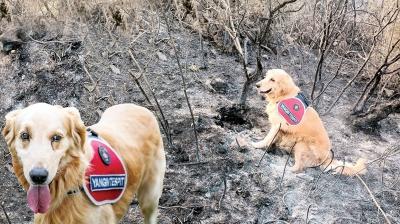 Kundak��y� 'Kadro' buldu... �zel e�itimli k�pek benzin ve tinere hassas!