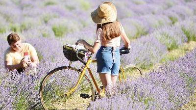 Lavanta tarlalar turizm rotas oldu