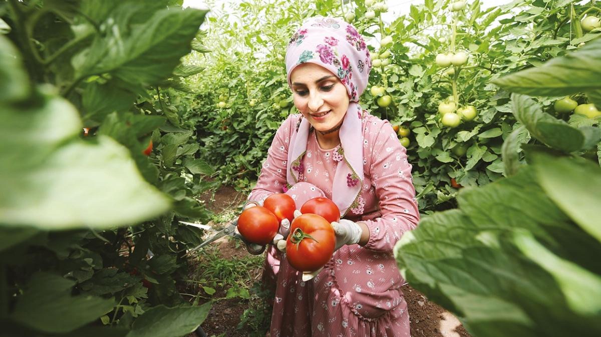 60 dekar tarma ilk kez ald! orak araziler meyve sebze bahesi oldu