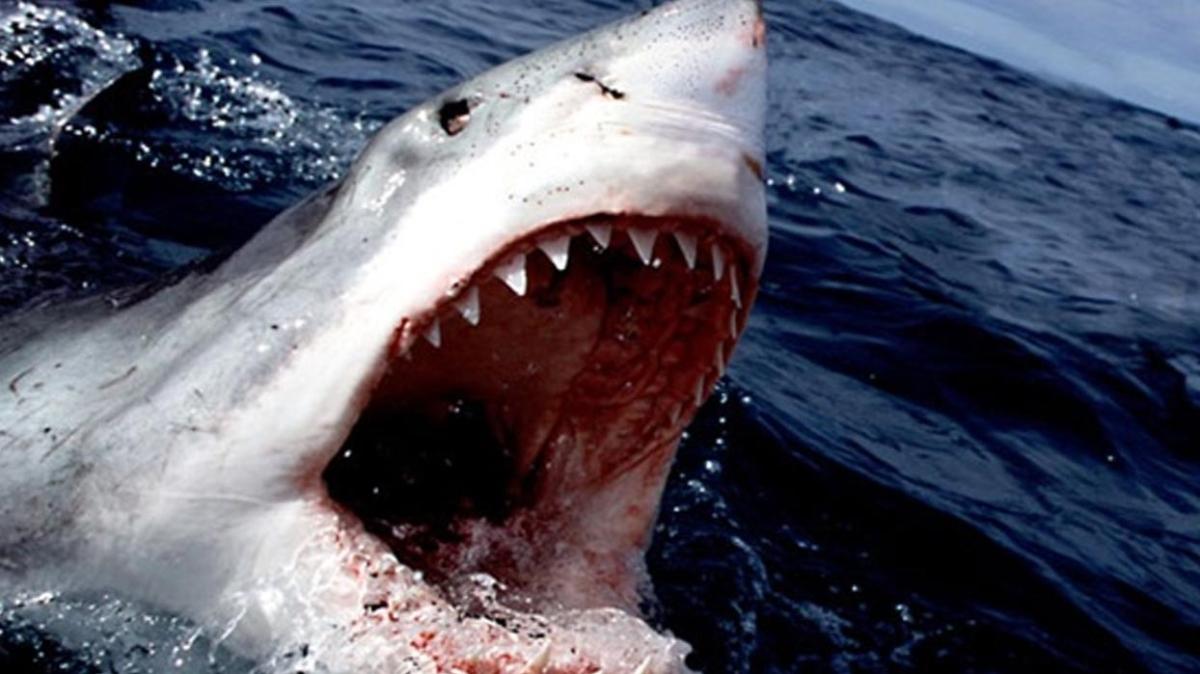 Mısır'da köpek balığı saldırısı! 2 ölü