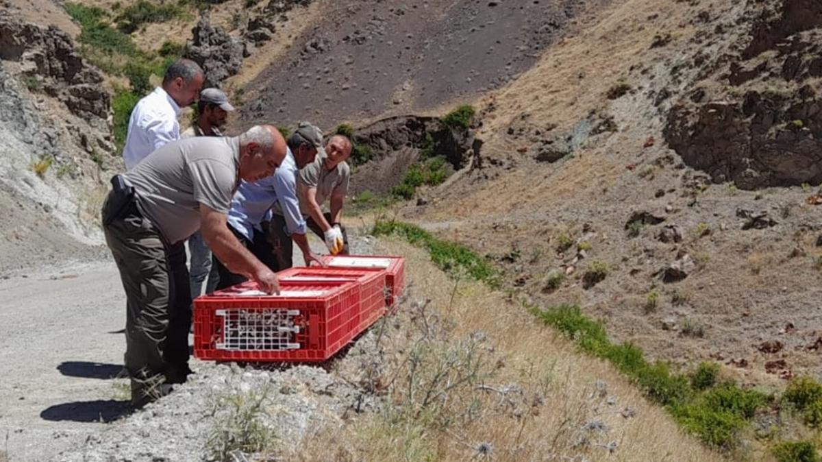 Elaz'da 1000 knal keklik doaya brakld