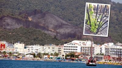 Marmaris k�llerinden do�uyor! 400 bin fidan 13 bin tohum ye�erdi