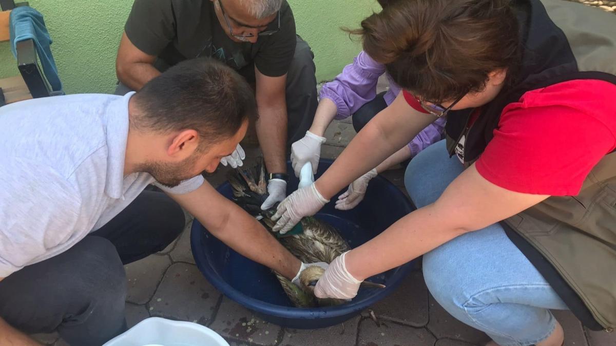 Idr'da zerine tarm ilac bulaan leylek tedavi edildi