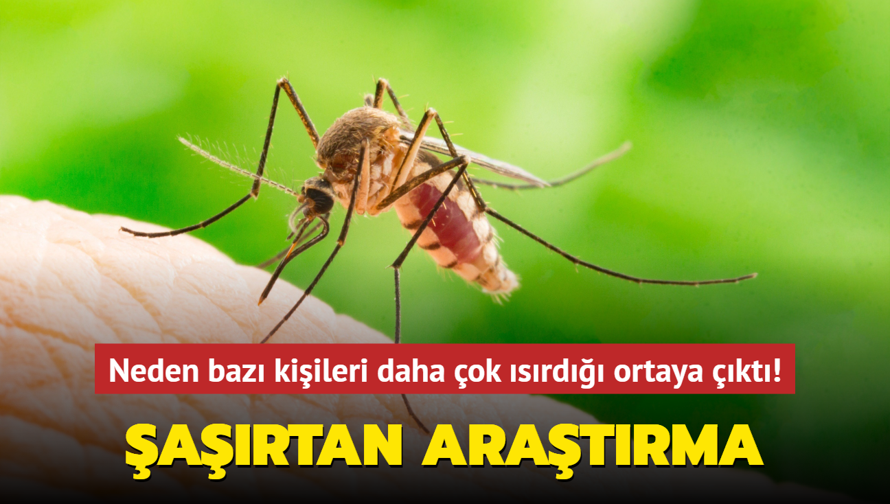 artan sonu! Sivrisineklerin neden baz kiileri daha ok srd ortaya kt!
