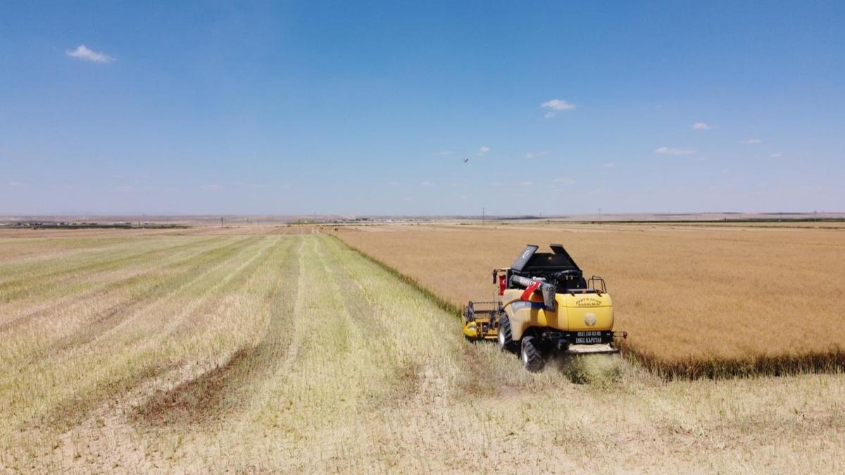 Tuz Gl havzasnda, az su tketen kanola hasad balad