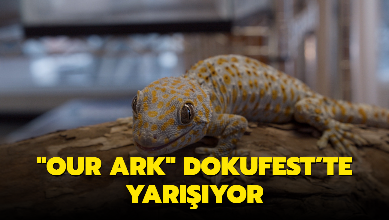 Kısa belgesel "Our Ark", DokuFest'te yarışıyor