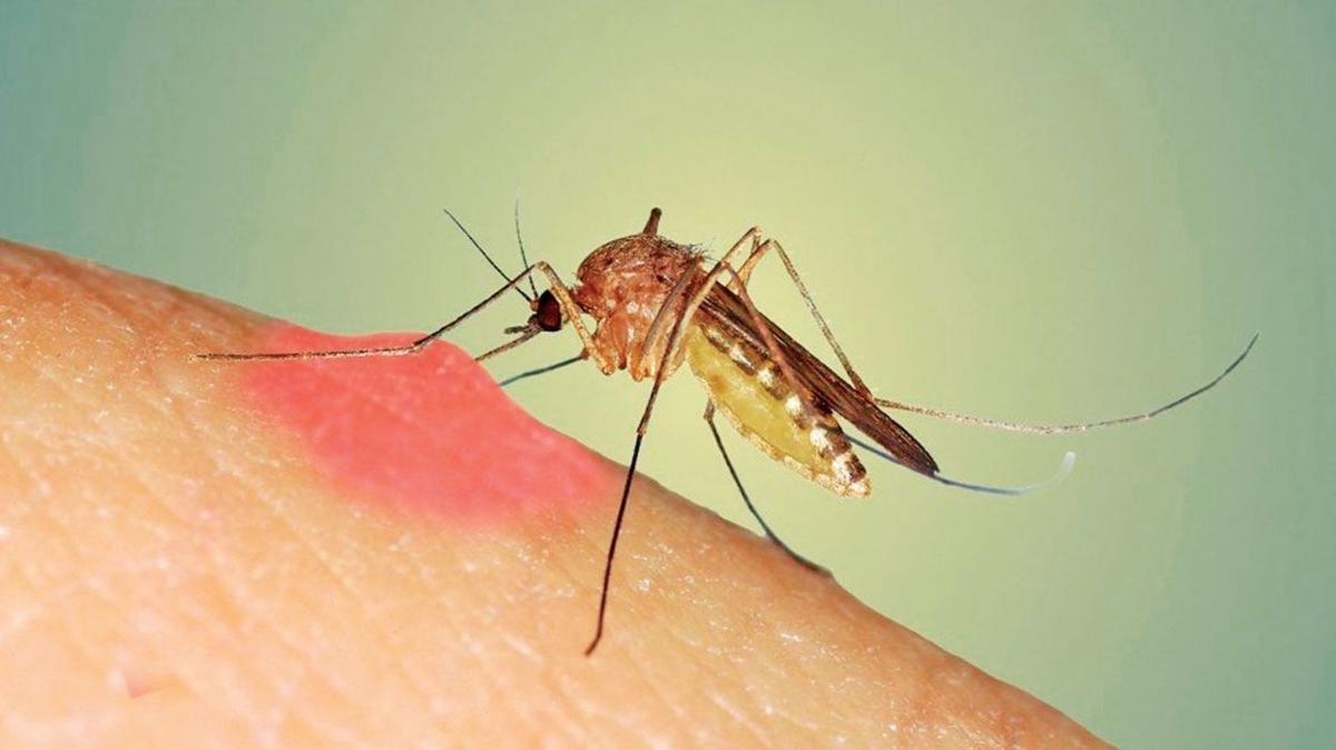Sivrisinek sr sonras dikkat! Bulac 5 hastala neden oluyor