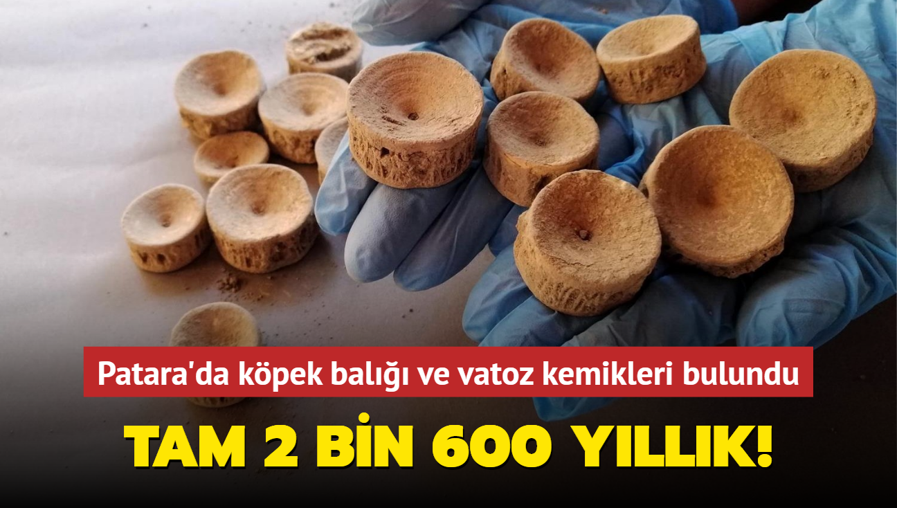 Patara'da kpek bal ve vatoz kemikleri bulundu... Tam 2 bin 600 yllk!