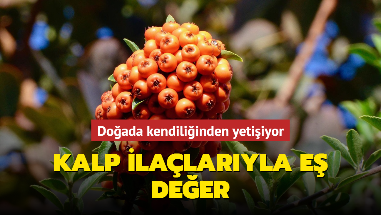 Kalp ilalaryla e deer! Doada kendiliinden yetiiyor...