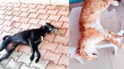 Antalya'da kedi ve köpek katliamı... 10 günde 30 canı zehirlediler