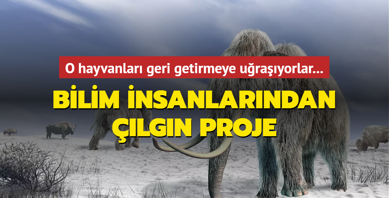 Bilim insanlarndan lgn proje! O hayvanlar geri getirmeye urayorlar