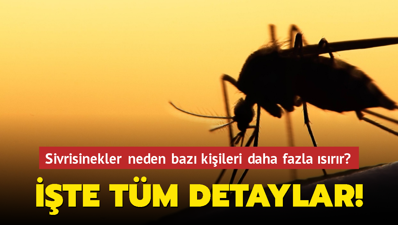 Sivrisinekler neden baz kiileri daha fazla srr" te tm detaylar!