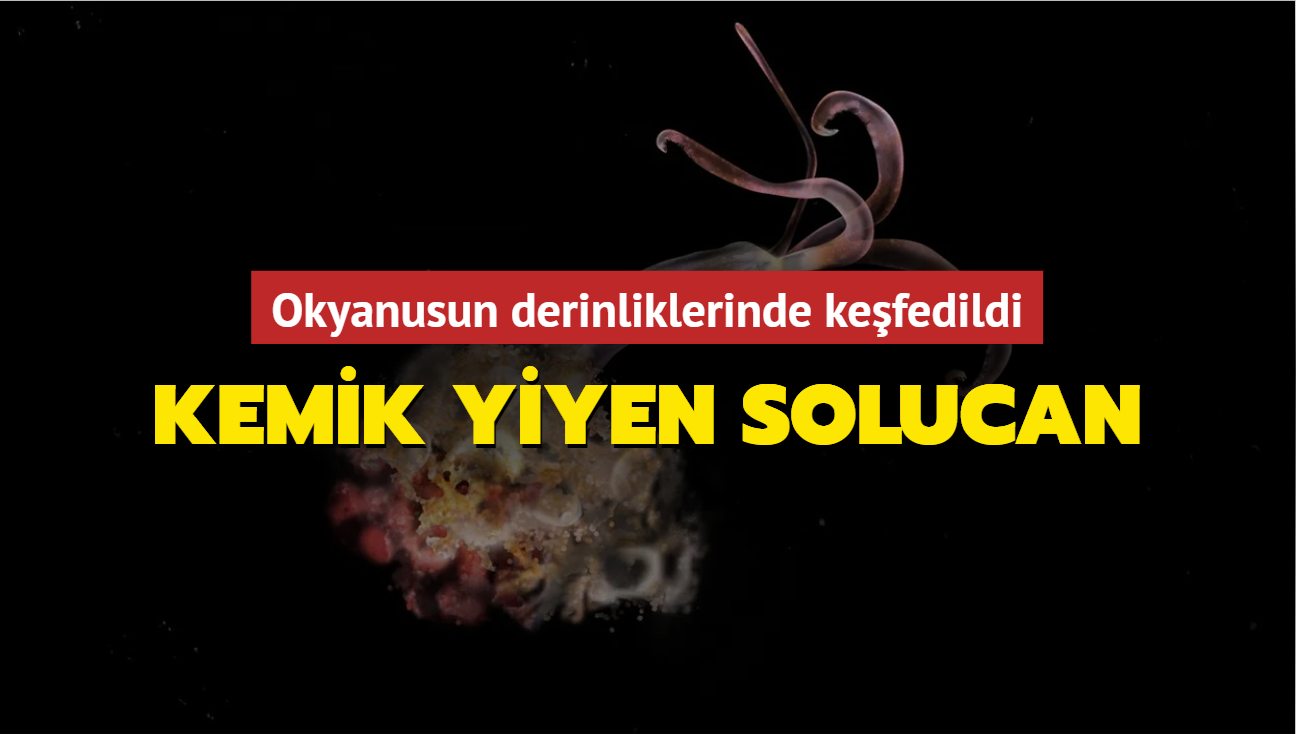 Okyanusun derinliklerinde kefedildi: Kemik yiyen solucan